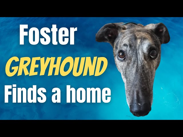 Foster Greyhound Finds A Home!