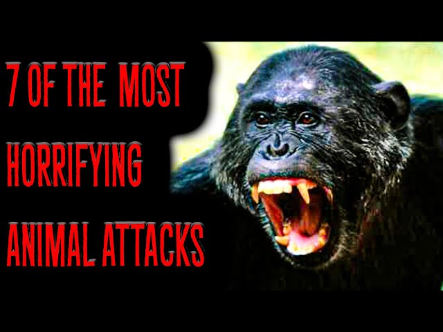 7 Of The Most HORRIFYING Animal Attacks
