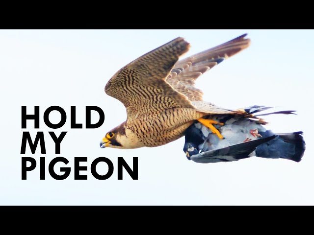 Nothing Can Out-Fly A Peregrine Falcon