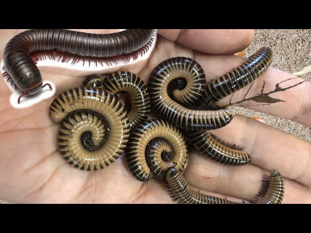 Amazing Snails, millipedes, insects, Catch Cute Chickens, Hermit crabs