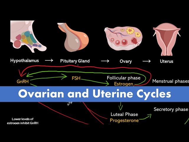 Ovarian and Uterine Cycle (Menstrual Cycle)
