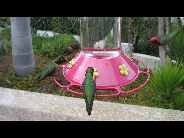 2 hours long! Hummingbirds at 3 Bird Feeders! (in HD)