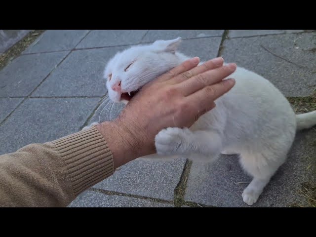 If you don't want to be Bitten you will never touch the Wild and Angry White Cat