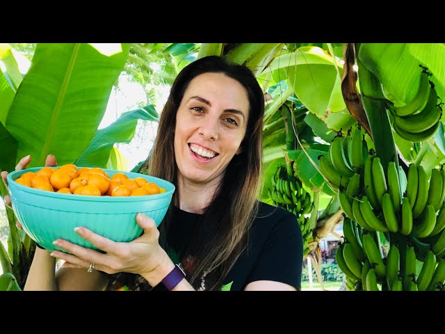 How I grew 500 pounds in my Florida Garden | Florida Gardening for Beginners