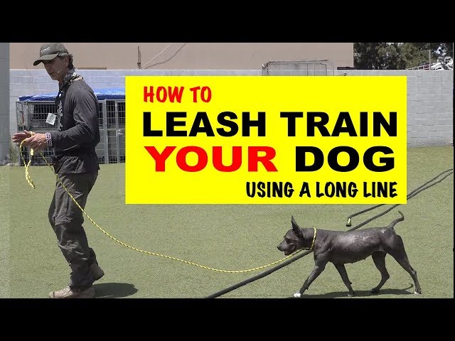 How To Leash Train Your Dog Using a Long Line - Robert Cabral Dog Training Video