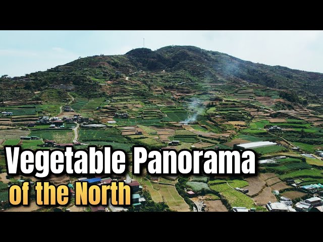 Pinaka malawak na taniman ng gulay sa Rehiyon ng Cordillera | Buguias, Benguet