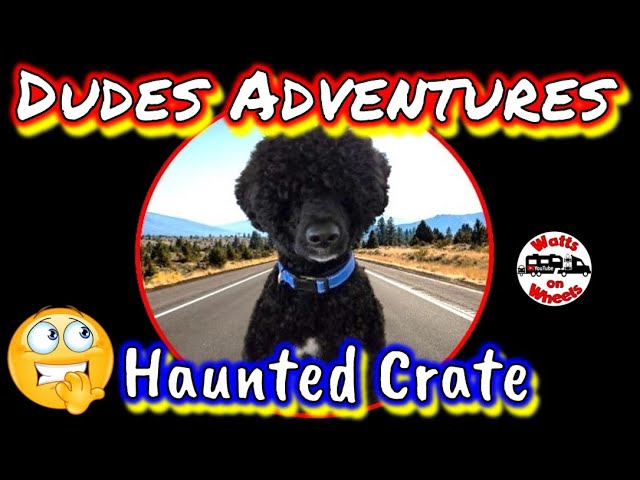 🐾 Dude's Crate is Haunted