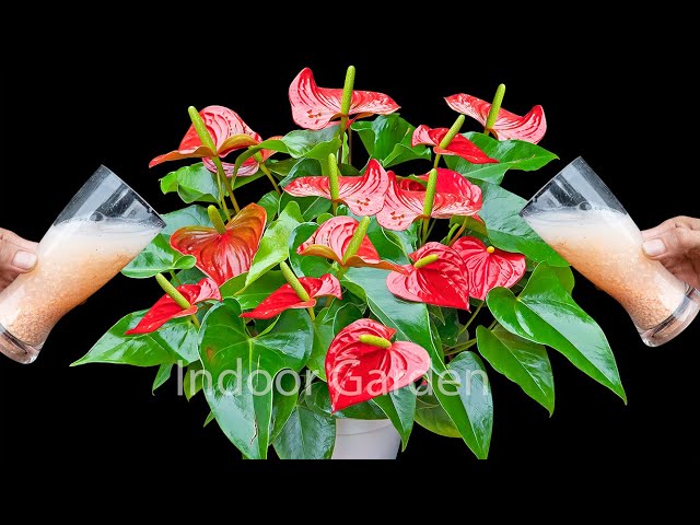 Just 1 cup of magical cashew water helps Anthurium bloom all year round