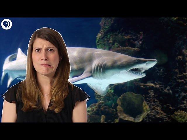 Why Most Sand Tiger Sharks Die in the Womb