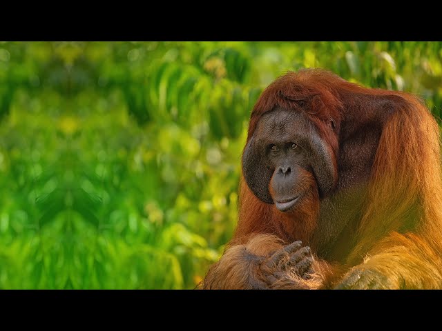 Viaje a Borneo en Klotok, Orangutanes en Tanjung Puting