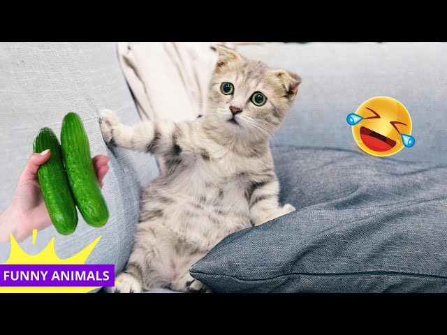 Funniest 2024😽Cats and 🥒 Cucumbers - Awesome Funny Pet Videos 😸🐶Part 26