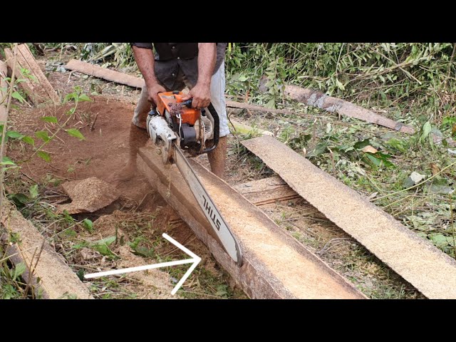Easy Palm Tree Wood Sawing Skills With Chainsaw STIHL MS 070