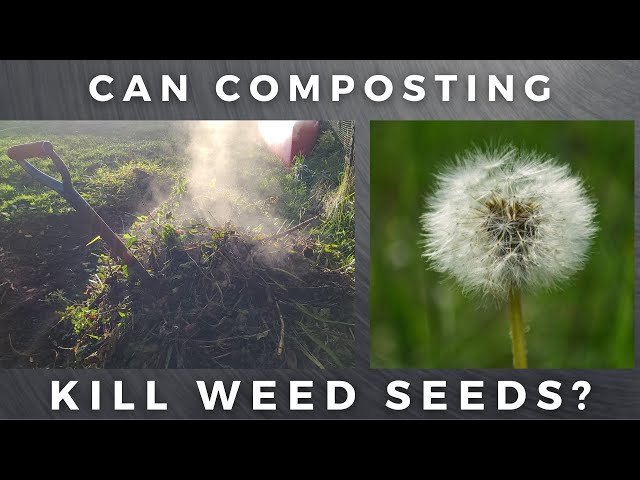 Can Composting Kill Weed Seeds?