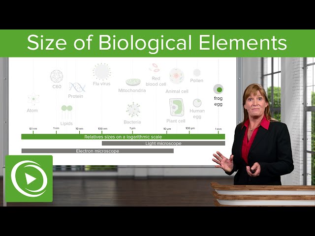 Size of Biological Elements – Cell Biology | Lecturio