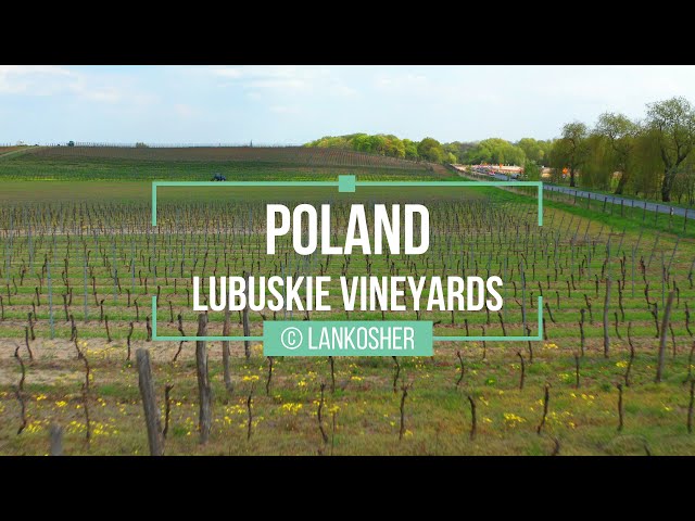 Lubuskie Vineyards | Poland | Drone Video | Film z Drona | 2022