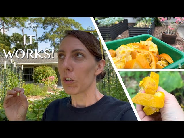 I tried this old Florida Gardener trick... Orange peel fertilizer and pesticide