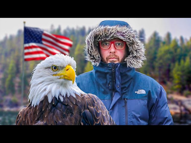 Let's Talk About America's Iconic Bald Eagle