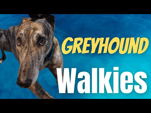 Greyhound Walkies