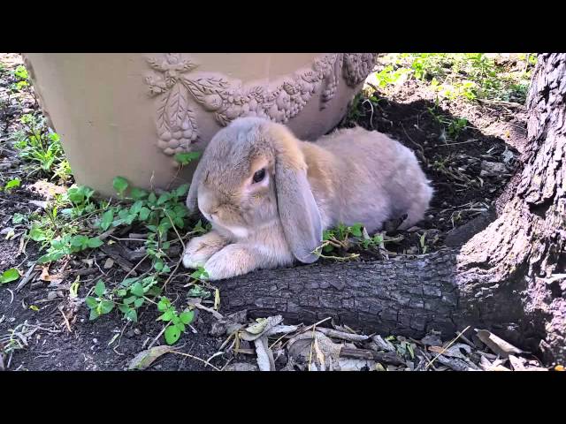 Pets Outdoors: Behind the Scenes - Big Tortoise, Rabbits, Cats and more...