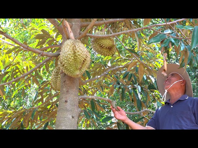 The cultivation of fruit bearing trees on hilly land | agricultural knowledge
