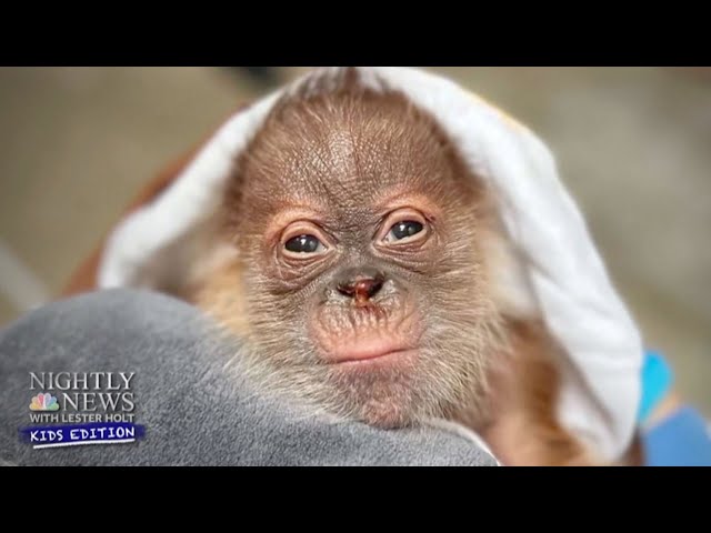 Meet the Sacramento Zoo's newest member! A baby orangutan | Nightly News: Kids Edition