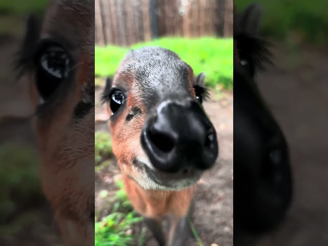Nugget the Duiker