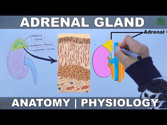 Adrenal Gland | Anatomy and Physiology