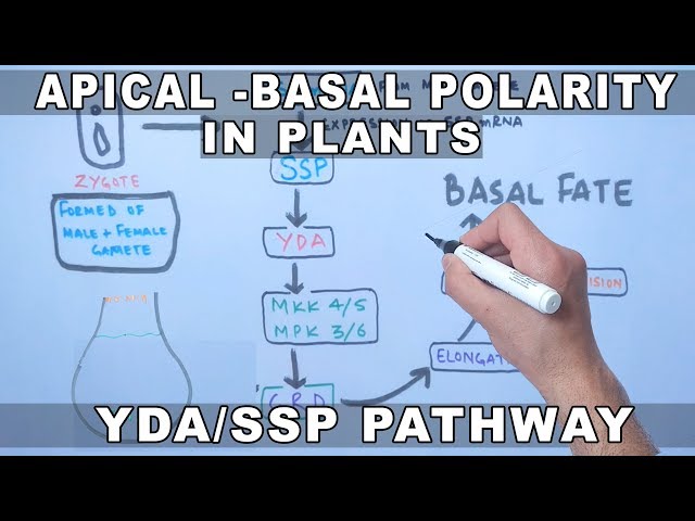 Apical Basal Polarity  | YDA-SSP Pathway in Plants