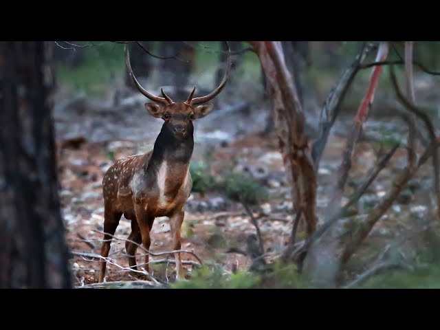 Alageyik - Çekimleri Kaybolmadan Keşfet Projesi Antalya - Dama Dama Wildlife Film