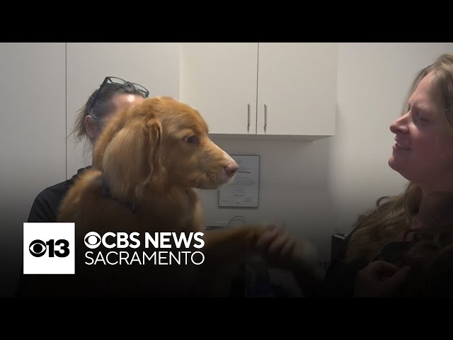 El Dorado Hills veterinary center houses canine community blood bank