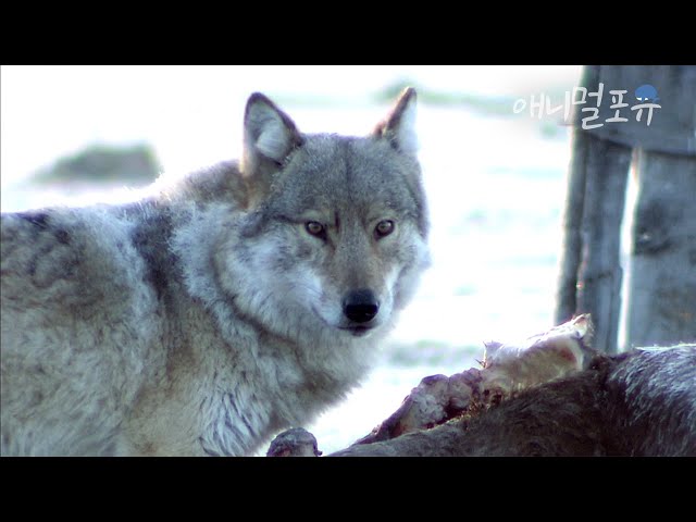 한쪽 다리를 절면서 먹이를 찾아다니던 야생 늑대. 몽골 고비 사막 지배자의 최후는? | KBS 파노라마 140213 방송