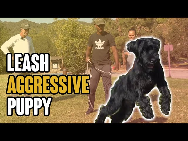 Leash Aggressive Puppy - How to Introduce Dogs