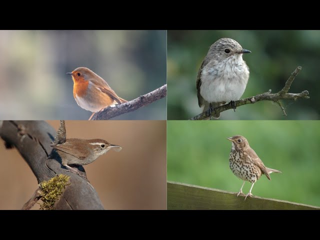Bird Nest Walk - So MANY Fledglings (and bonus new finds)
