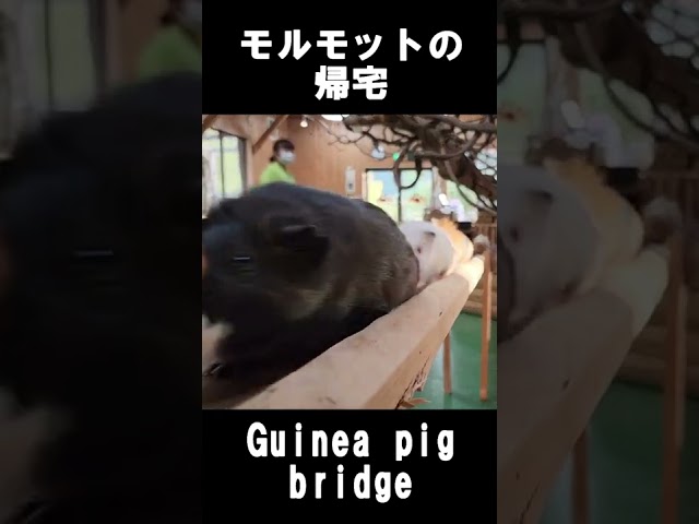 モルモットの帰宅 Guinea pig bridge #shorts