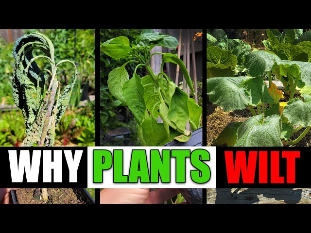 Why Plants Wilt And Can They Be Saved? - Garden Quickie Episode 77