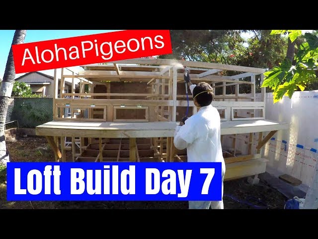 Homing Racing Pigeon Loft Construction Day 7
