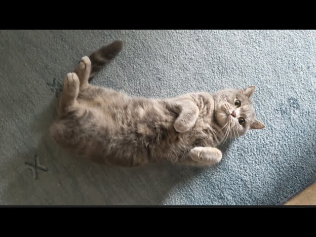 Saboue, Scottish Straight cat, rolling on the floor | chatte, Scottish Straight, se roule par terre