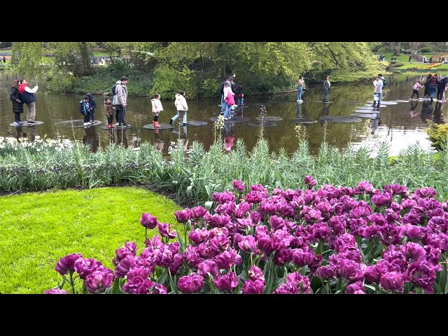 🇳🇱 Keukenhof 2024 Flower Garden 💫 Royal Garden, biggest in Europe 💐 7 mill of flowers, 32 ha 🌸