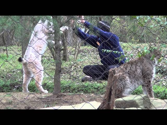 Animal Enrichment - Lynx Training