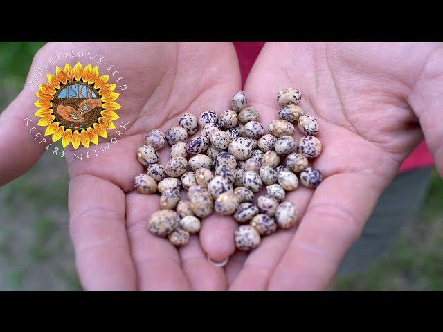 Indigenous Seed Keepers Network