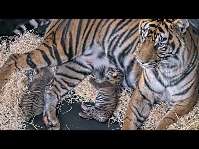 Adorable Sumatran tigers cubs born at San Diego Zoo Safari Park.