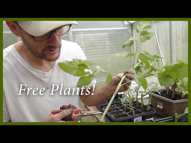 Free Tomato Plants! Propagate Using Cuttings