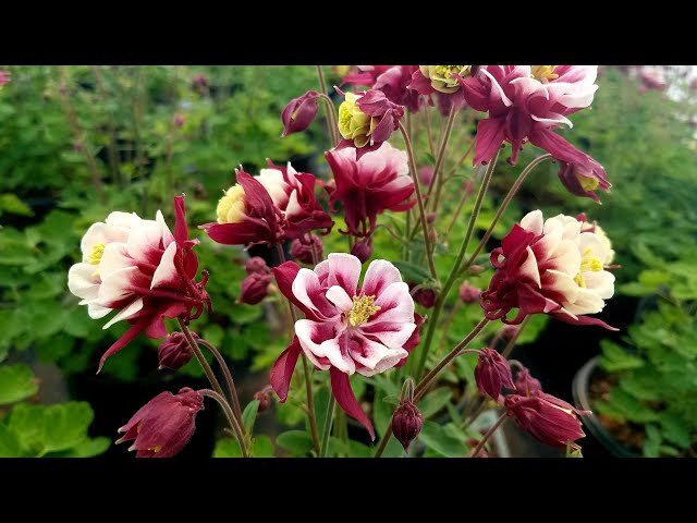 Aquilegia 'Winky Double Red & White' (Columbine) // Superb, spring flowering Perennial