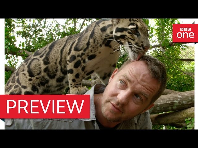 Presenter speaks to leopard - Ingenious Animals: Episode 2 Preview - BBC One