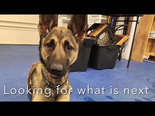 ADOPTED! Raven (video 1of 2)