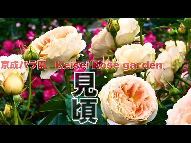 Beautiful Rose Garden Ambient ‘Keisei Rose Garden’ Yachiyo City, Chiba, Japan｜ Flower Garden #京成バラ園