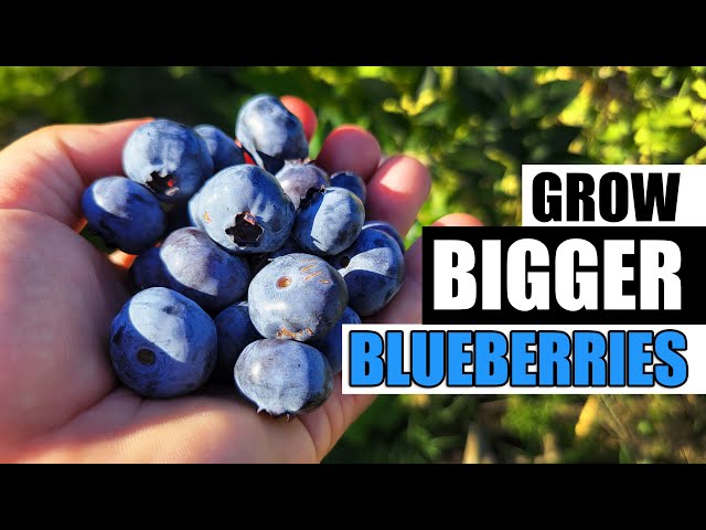 Grow Bigger Blueberries - Garden Quickie Episode 86