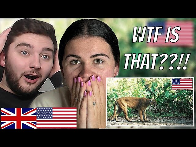 Brits Reacts to Animals Only Found in America!