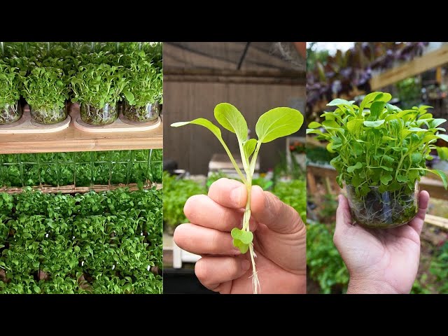 STOP Growing Microgreens in Plastic! Use Glass Containers!