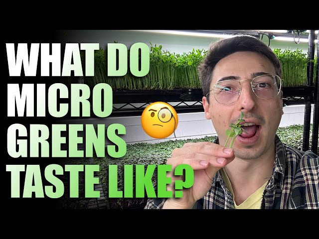 What Do Microgreens Taste Like? (With Taste Test!)